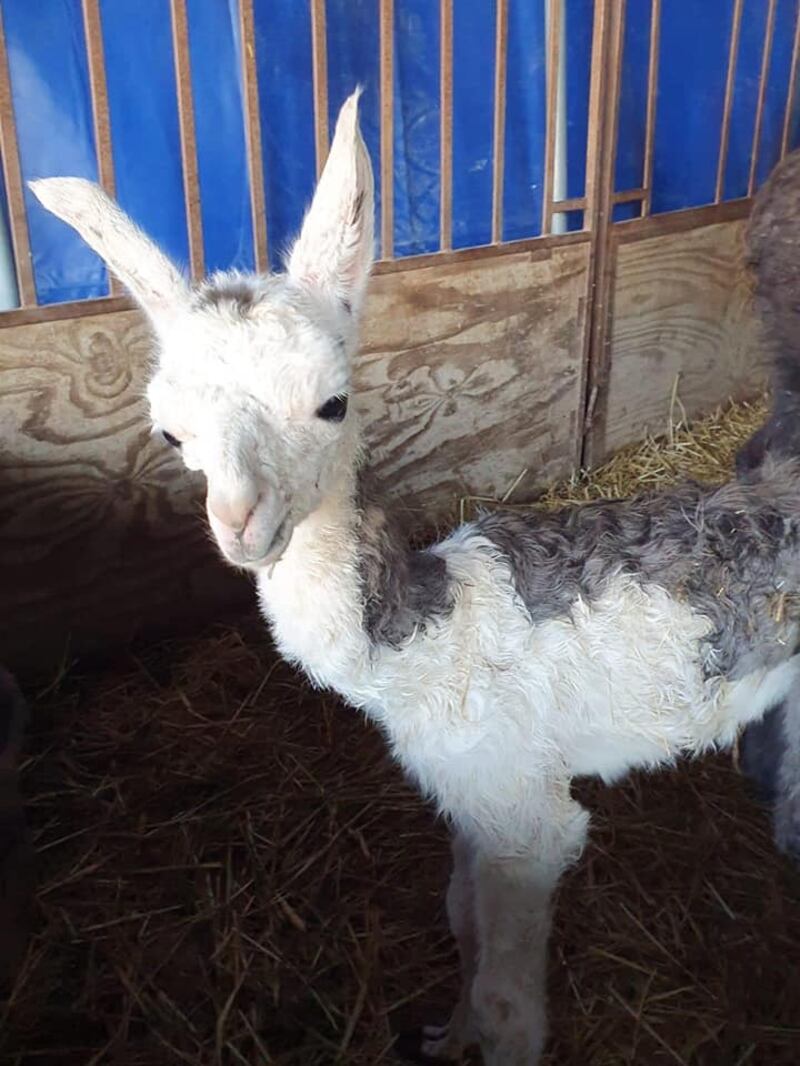 I cuccioli nati nel circo in tour in Puglia 1