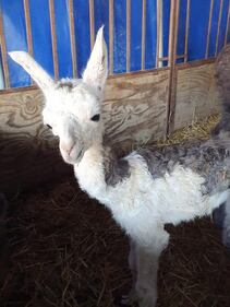 I cuccioli nati nel circo in tour in Puglia 1