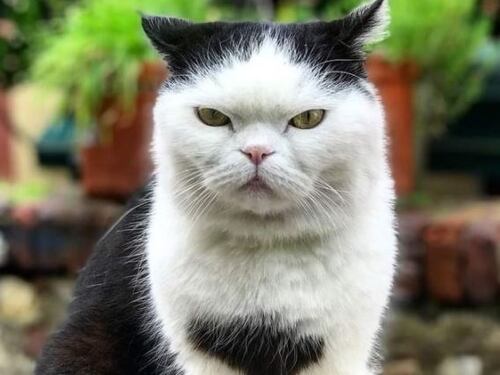 Seppia, il gatto di Boccadasse, è malato. E la colpa sarebbe dei turisti