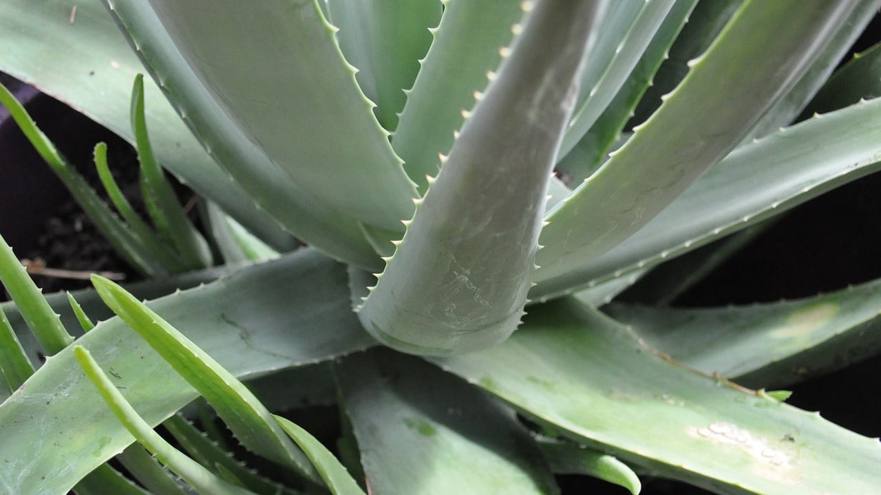 L'aloe vera è davvero pericolosa? L'UE fa chiarezza