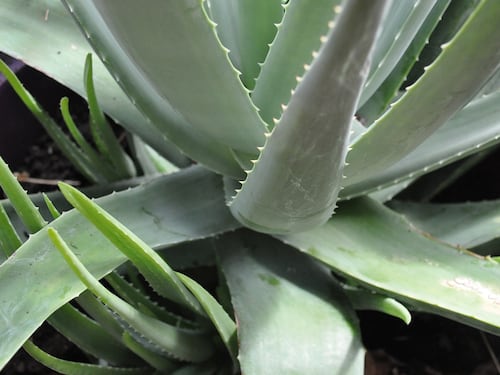L'aloe vera è davvero pericolosa? L'UE fa chiarezza