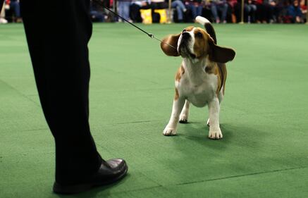 Cani bellissimi, e padroni molto orgogliosi 17