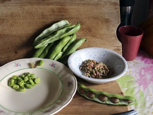 Fave fresche: fonte preziosa di fibre e vitamine