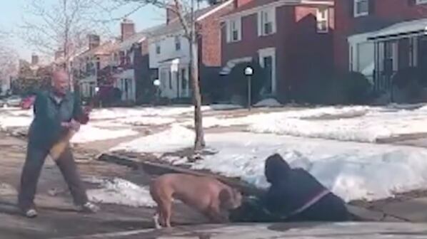 Pitbull azzanna il postino: l'uomo viene salvato dal coraggio dei passanti
