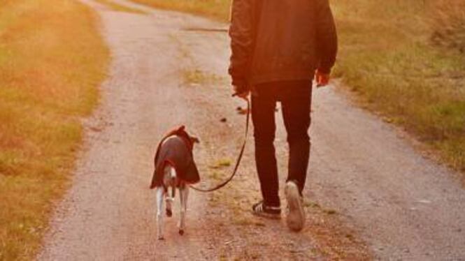 Lasciare Fido solo in giardino adesso è un atto di crudeltà
