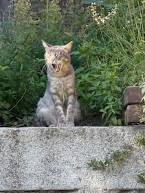 La colonia felina nel palazzo sforzesco di Milano 4
