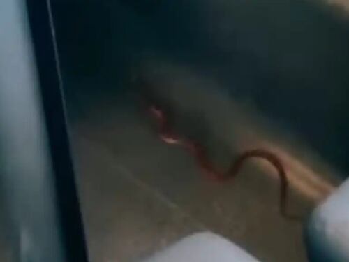 Serpente sul Frecciarossa diretto a Milano