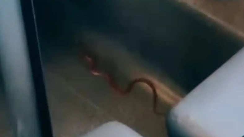 Serpente sul Frecciarossa diretto a Milano