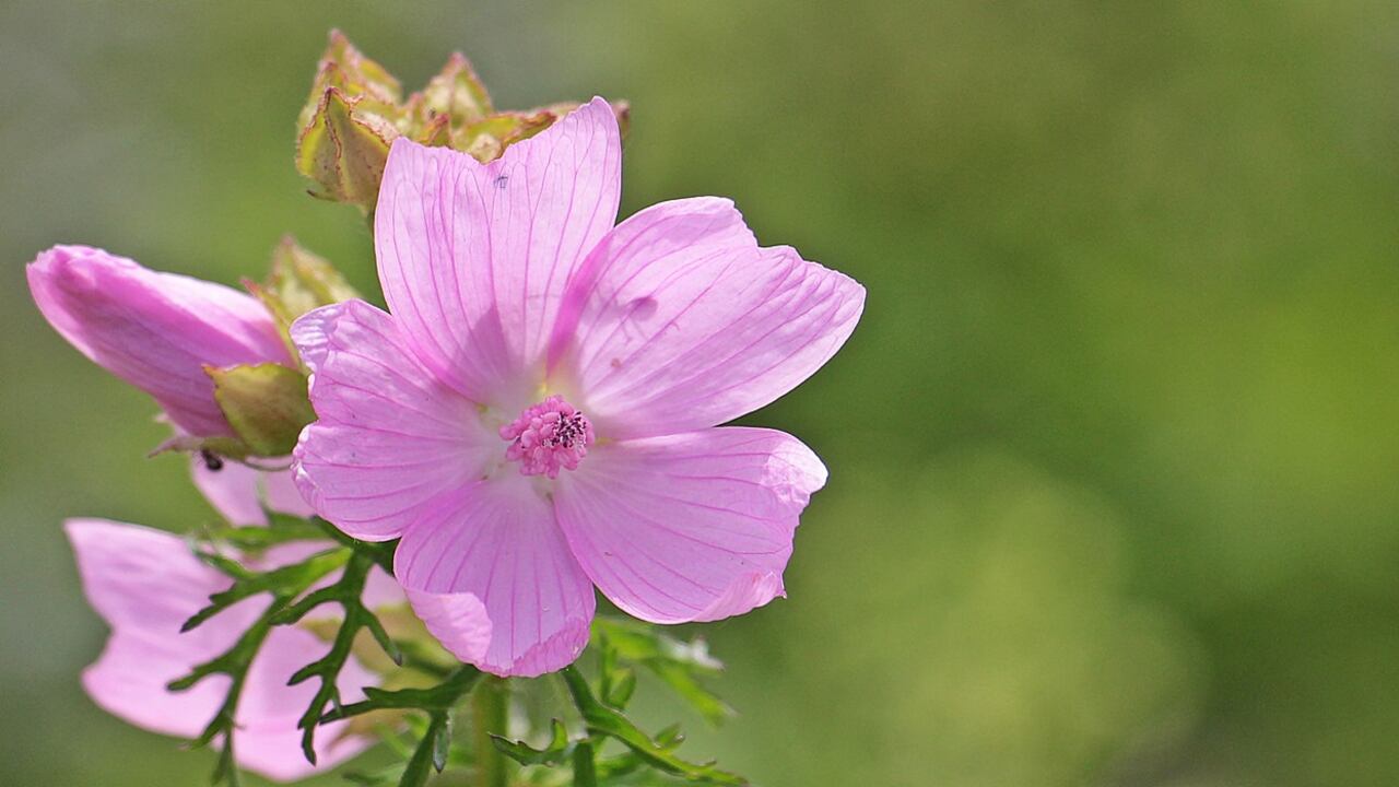 Malva, proprietà e benefici di questa pianta dalle mille virtù