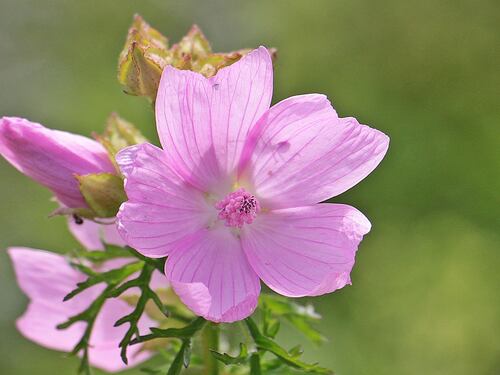 Malva, proprietà e benefici di questa pianta dalle mille virtù