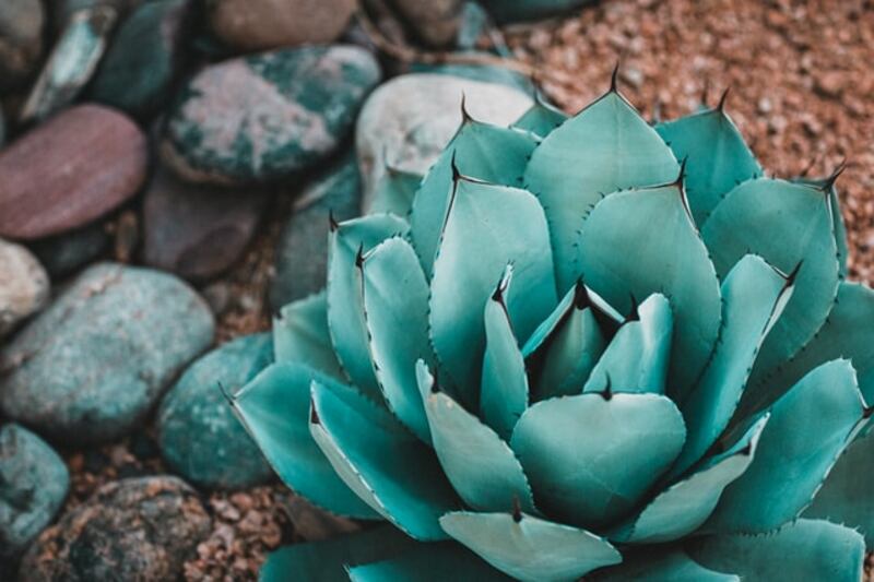 Agave