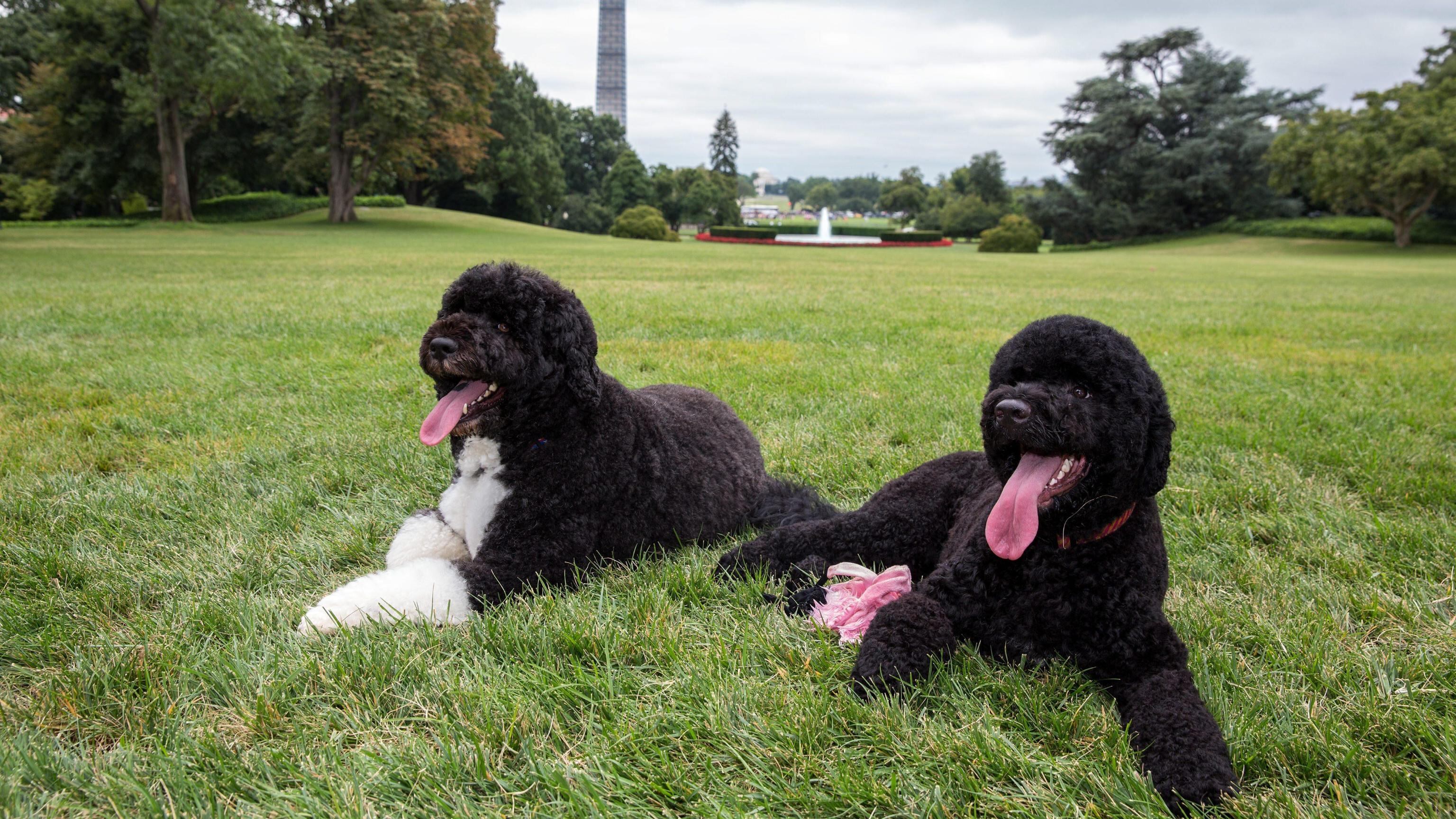 La famiglia Obama adotta Sunny, una nuova cagnolina