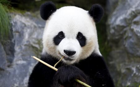 Il parco di Chimelong mette in mostra i panda 1