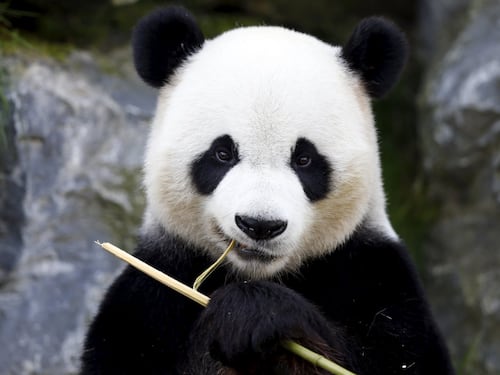 Il parco di Chimelong mette in mostra i panda
