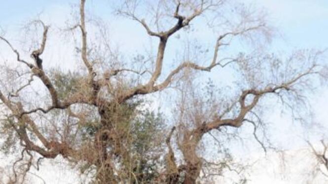 Il sindaco di Nardò: "No all'utilizzo dei pesticidi per sconfiggere la xylella"