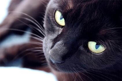 Gatto nero, foto 17