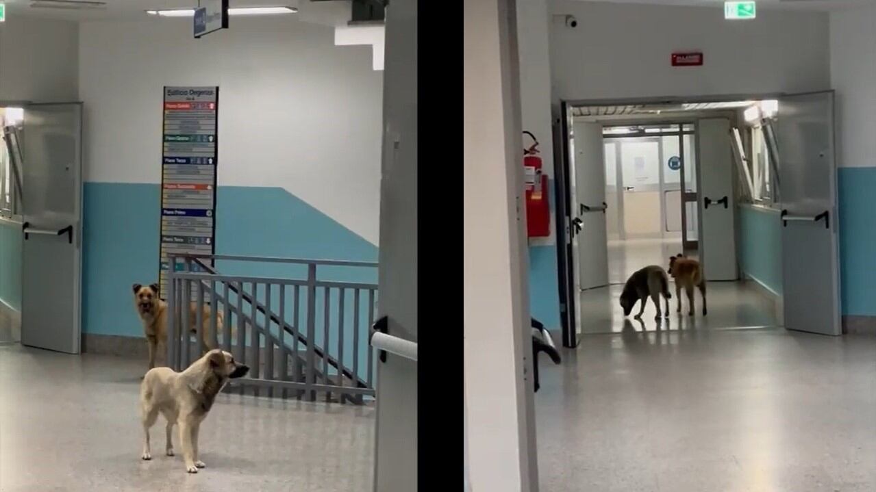 Cani randagi a spasso in ospedale: è polemica a Lamezia Terme