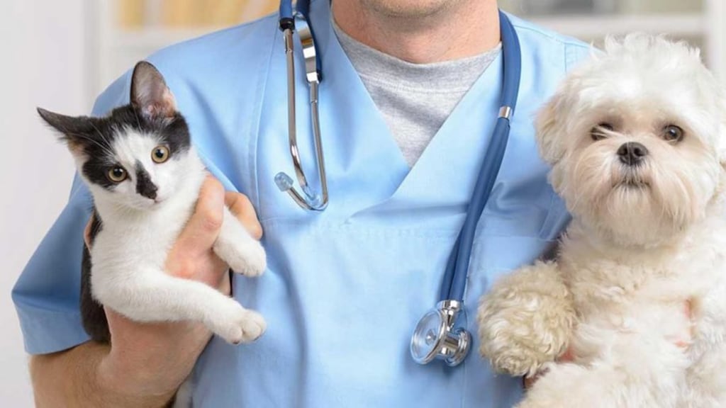 Taranto, il cane aveva crisi epilettiche, padrone picchia il veterinario