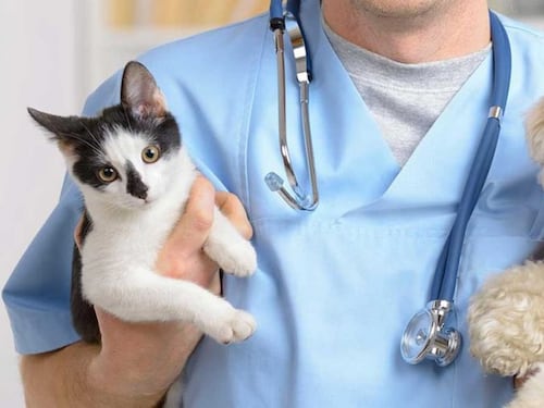Taranto, il cane aveva crisi epilettiche, padrone picchia il veterinario