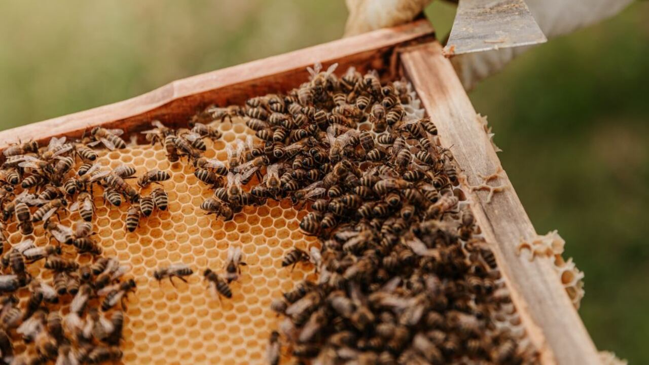 Al mondo siamo tutti nati per contare. Compresi api, pesci, uccelli e leonesse