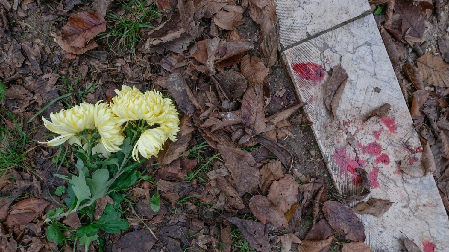 Milano, l'identikit del killer. "L'ha sgozzata per la collana"