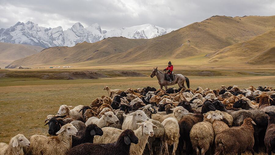 Pastori del Kirghizistan per salvare l'agricoltura sarda: il piano di Coldiretti