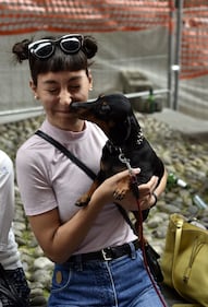 La "Sausage Walk" a Milano: sfilano i bassotti 15