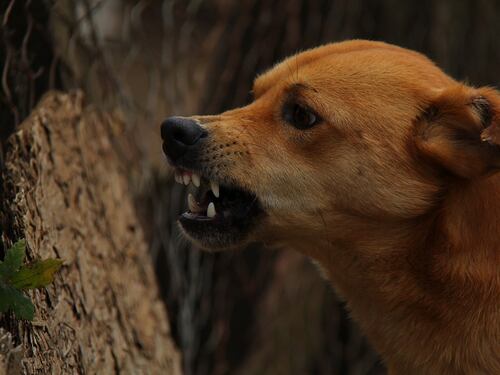 Cinofobia, perché si ha il terrore dei cani