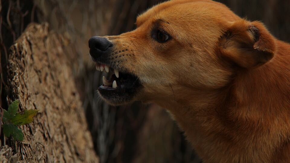 Cinofobia, perché si ha il terrore dei cani