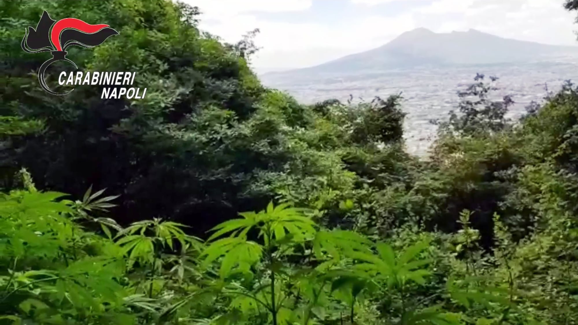Monti Lattari, la Colombia dei narcos napoletani: scoperte altre 2600 piante di cannabis