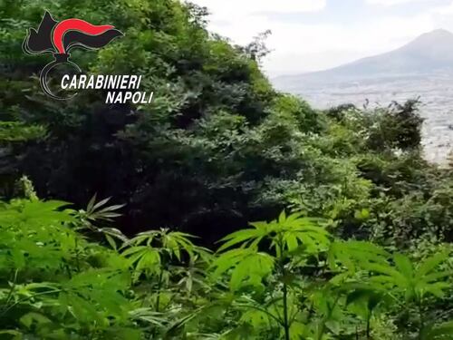 Monti Lattari, la Colombia dei narcos napoletani: scoperte altre 2600 piante di cannabis