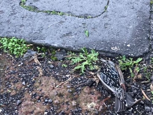Il giallo degli uccelli trovati morti per strada