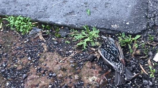Il giallo degli uccelli trovati morti per strada