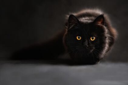 Gatto nero, foto 1