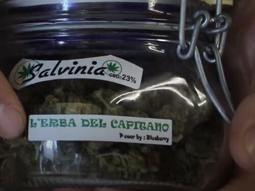 La Salvinia, la cannabis light che fa il verso a Salvini viene venduta ad Arcore