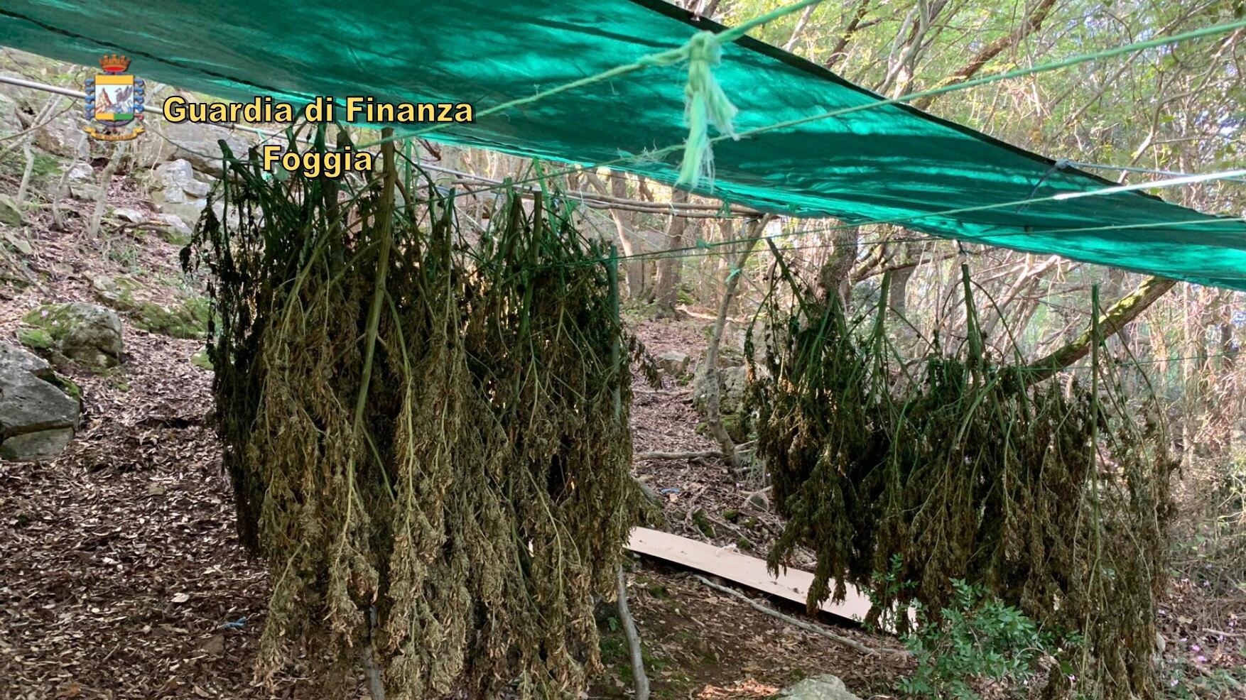 Rinvenute 60 piante di marijuana nel bosco di San Nicandro Garganico