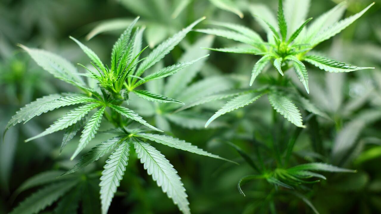 La cannabis danneggia gli spermatozoi