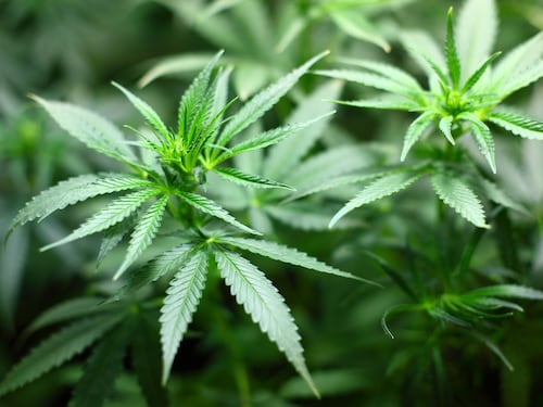La cannabis danneggia gli spermatozoi