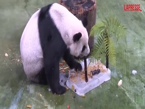 Il panda più vecchio del mondo compie 21 anni