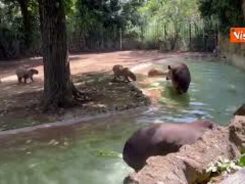 Ghiaccioli di frutta per gli animali del Bioparco di Roma contro il caldo, ecco tapiri e capibara