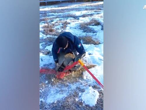 Carabinieri forestali liberano un capriolo bloccato in una rete