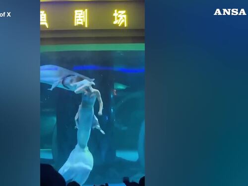 Cina, "sirenetta" attaccata da un pesce mentre si esibiva in un acquario