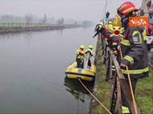 Un lupo nelle acque dei Navigli a Milano, il salvataggio dei Vigili del fuoco