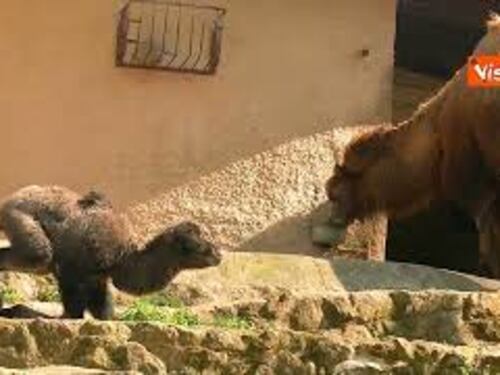 Fiocco azzurro al Bioparco di Roma, è nato il cammellino Frosy