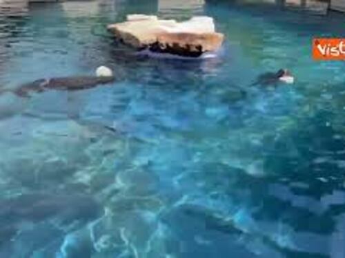 Ghiaccioli per gli animali del Bioparco di Roma contro il caldo, ecco le Otarie della California