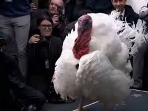 Il tacchino Waddle tra i cronisti alla Casa Bianca in posa per le foto prima della grazia di Trump