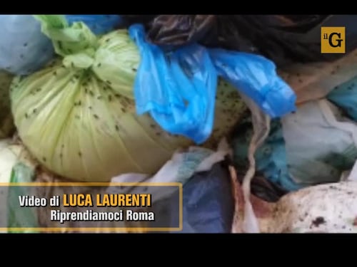 Roma, ecco il cassonetto della spazzatura infestato dagli insetti