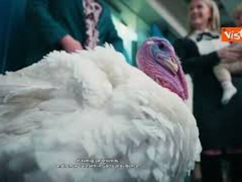 I tacchini Gobble e Waddle passeggiano in giardino Casa Bianca prima della cerimonia di grazia