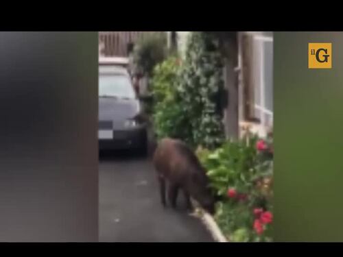 L’ultima follia degli animalisti è abolire la caccia: ecco cosa succederebbe