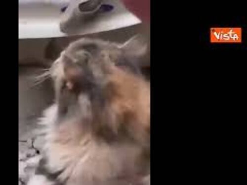 Terremoto Turchia, un gattino estratto vivo dalle macerie